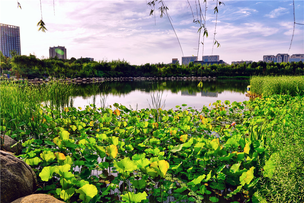 中湖公園