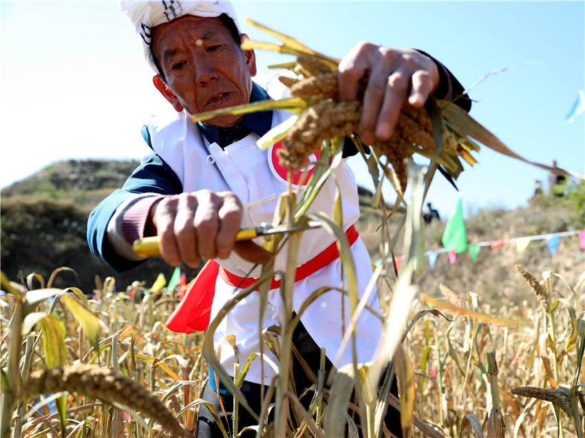 高西溝村的谷子地里，農(nóng)民隊(duì)員們割谷打捆，一派熱火朝天景象。杜銀寶攝