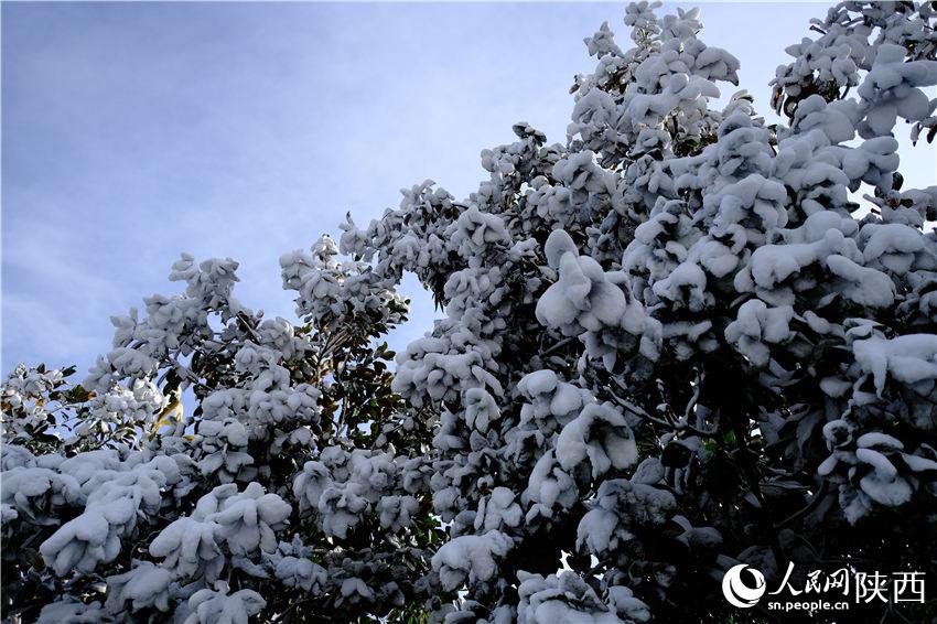 11月6日晚，古城西安迎來2021年第一場雪。吳超攝