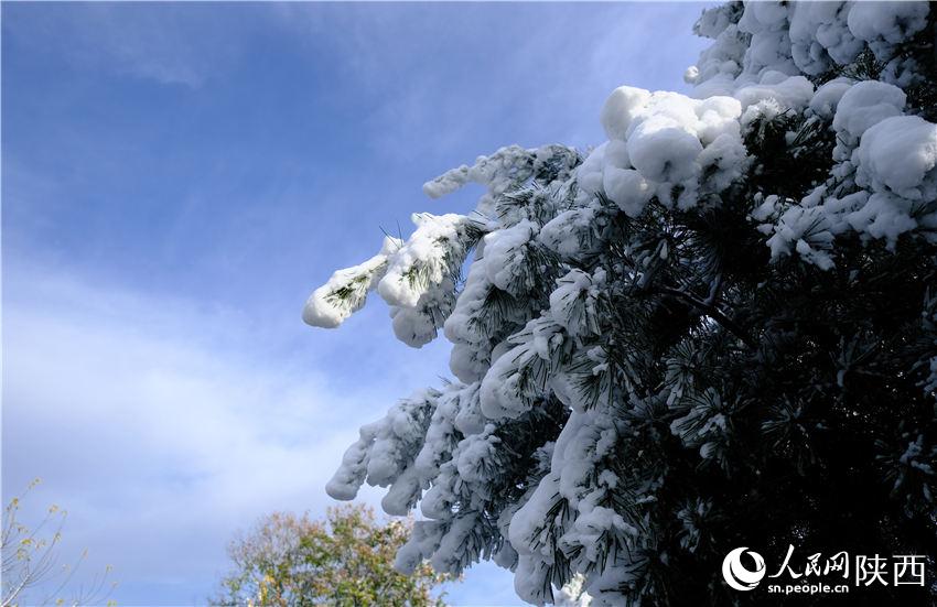 11月6日晚，古城西安迎來2021年第一場雪。吳超攝