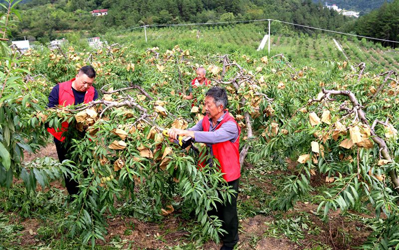 在大河壩鎮(zhèn)陌上花開生態(tài)農(nóng)莊冬桃園里，黨員干部和村民一起剪枝，冬桃豐收在望。吳彥峰攝