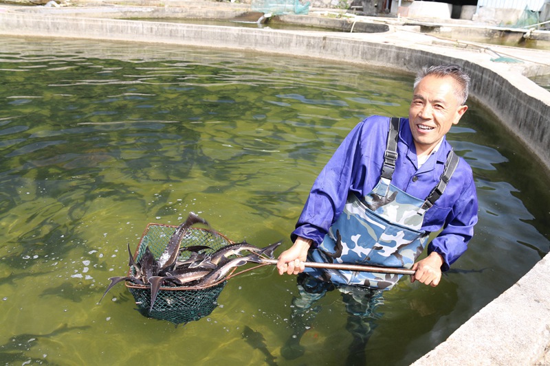 在全國鄉(xiāng)村旅游重點(diǎn)村長(zhǎng)角壩鎮(zhèn)沙窩村，村民在永明漁業(yè)園區(qū)捕撈鱘魚等冷水魚準(zhǔn)備出售。吳彥峰攝