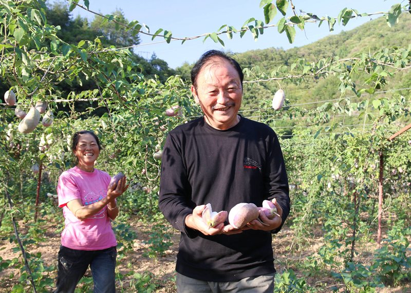 在袁家莊街道王家灣村八月瓜產(chǎn)業(yè)園里，村民們喜悅展示收獲。吳彥峰攝