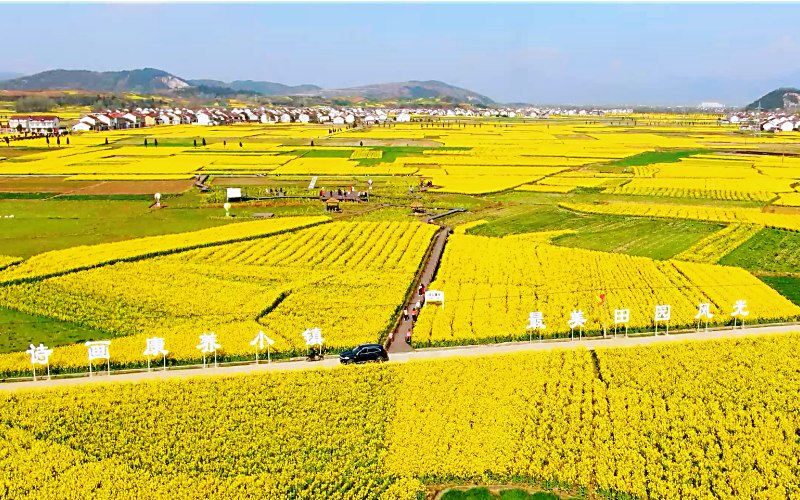 陜西勉縣溫泉鎮(zhèn)千畝油菜花盛開。石轉(zhuǎn)玲 攝