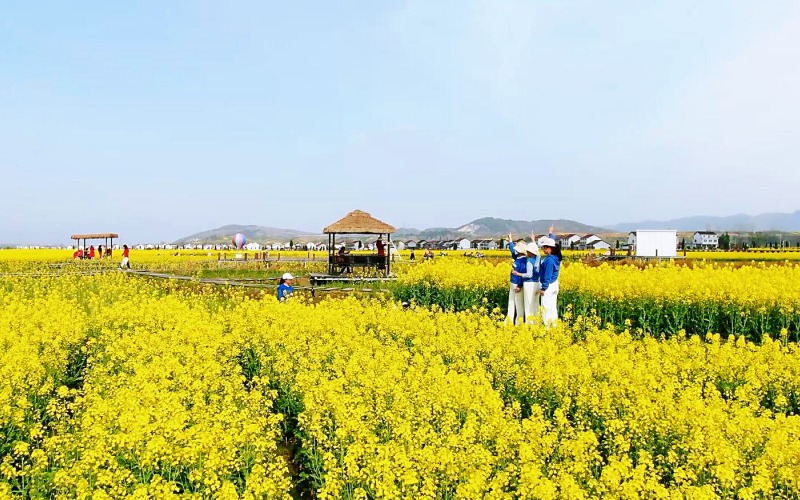 油菜花海吸引游客前來拍照打卡。任莉 攝