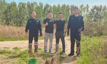 臨潼區(qū)：警民攜手救助國家二級保護動物蒼鷹“這只‘大鳥’精神狀態(tài)已經(jīng)恢復了，具備放生條件，”近日，公安臨潼分局森林公安派出所聯(lián)合群眾積極救助一只國家二級保護動物——蒼鷹，待其生命特征穩(wěn)定后，將其放生。