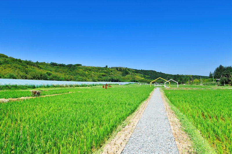 白鹿原上稻花香。陜西藍(lán)田縣前衛(wèi)鎮(zhèn)供圖