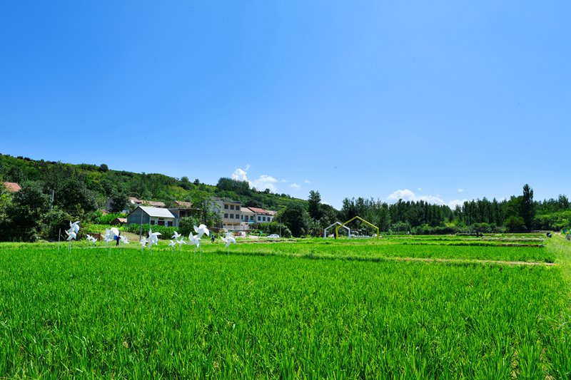 白鹿原上稻花香。陜西藍(lán)田縣前衛(wèi)鎮(zhèn)供圖