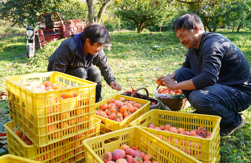 果農(nóng)忙著采摘、分揀、裝筐、運(yùn)輸，一派豐收景象。王三合攝