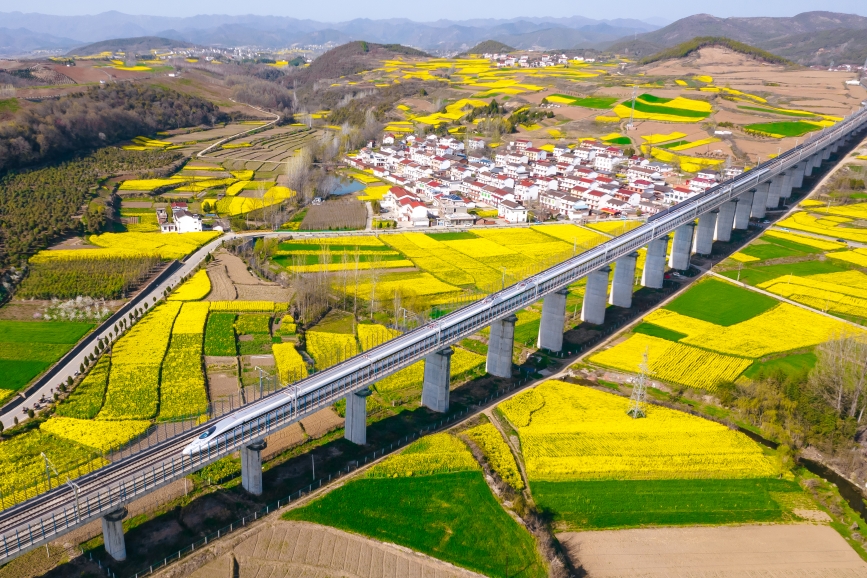 高鐵動(dòng)車組穿越油菜花海。劉一江攝