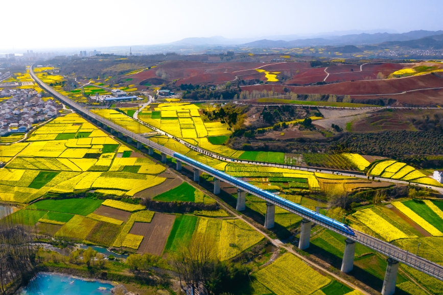 高鐵動(dòng)車(chē)組穿越油菜花海。劉一江攝