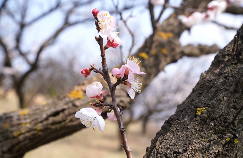 3月25日，西安市臨潼區(qū)仁宗街道莊王村官溝組杏花嶺上的杏花迎風(fēng)怒放。王三合攝