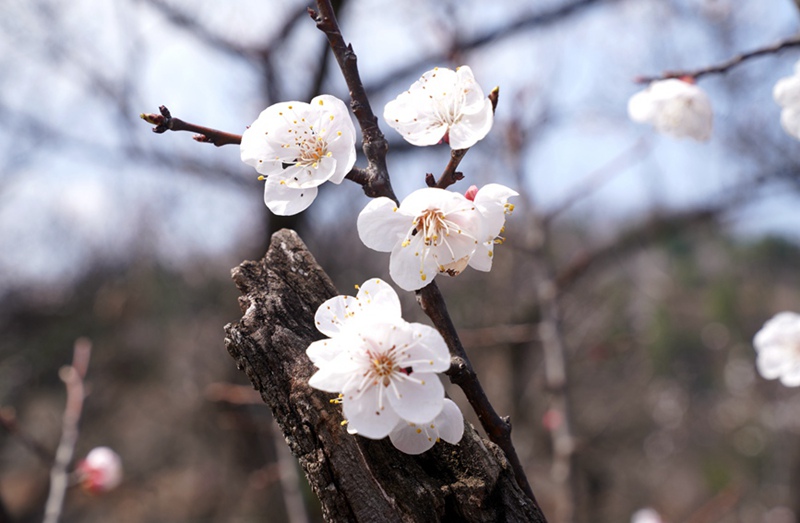 3月25日，西安市臨潼區(qū)仁宗街道莊王村官溝組杏花嶺上的杏花迎風(fēng)怒放。王三合攝