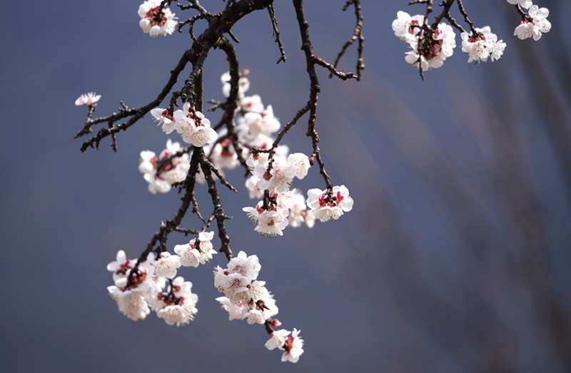 3月25日，西安市臨潼區(qū)仁宗街道莊王村官溝組杏花嶺上的杏花迎風怒放。王三合攝