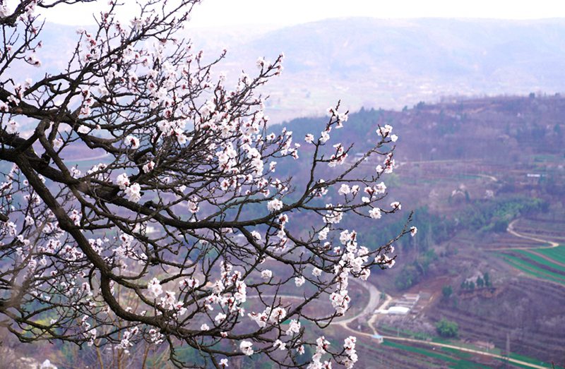 3月25日，西安市臨潼區(qū)仁宗街道莊王村官溝組杏花嶺上的杏花迎風怒放。王三合攝