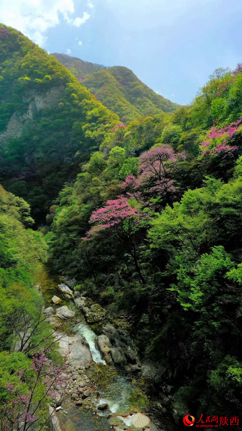 花開(kāi)秦嶺鋪“流霞”【6】