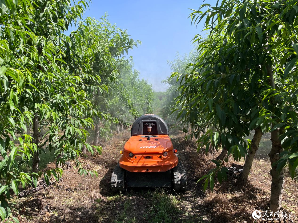 M200農(nóng)業(yè)無人車在果園進(jìn)行噴灑作業(yè)。人民網(wǎng)記者 吳超攝