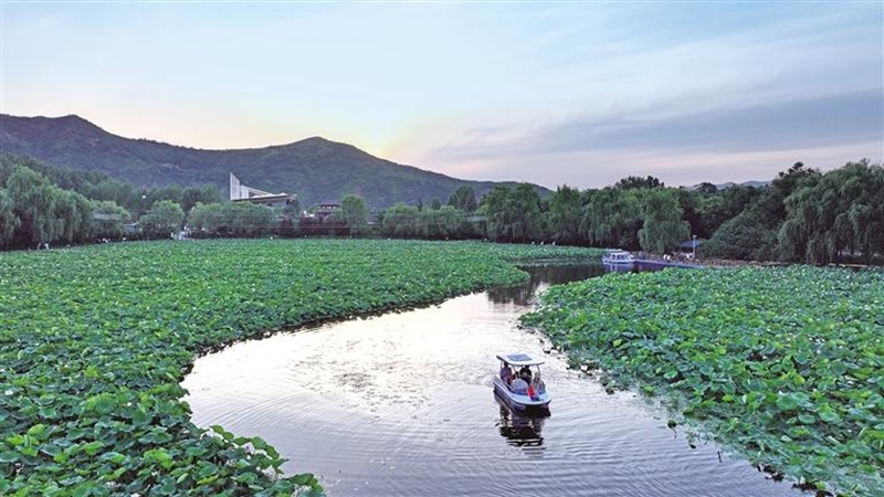 7月2日，在丹鳳縣棣花古鎮(zhèn)，夕陽(yáng)下的荷塘與游船相映成趣，讓游客流連忘返。母家亮攝